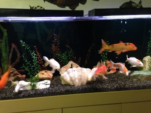 One of the two fish tanks!