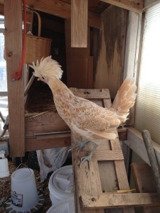 This is one of the chickens!